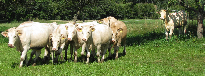 Turopolje und Blondvieh Fleisch und Wurst Verkauf